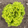 Bio Lollosalat grün