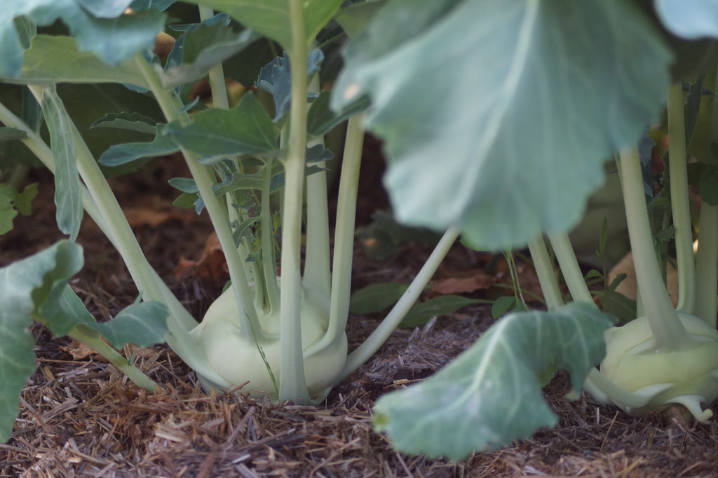 Bio Kohlrabi, weiß