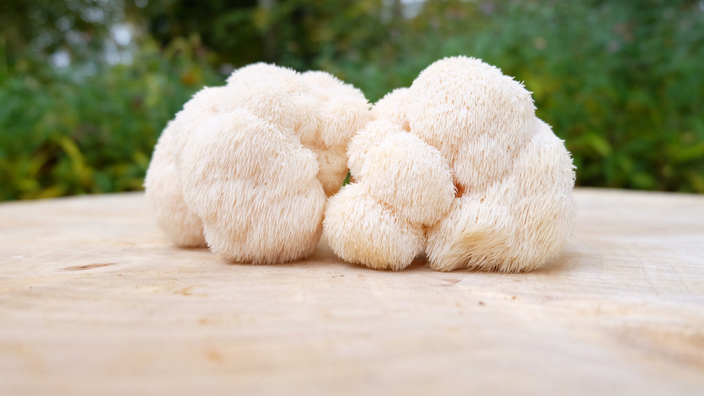 Bio-Pom Pom Blanc