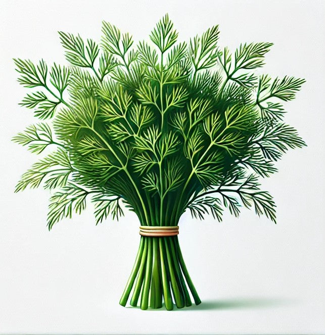Dill (30g Bund)