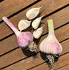 Bio Knoblauch, frisch