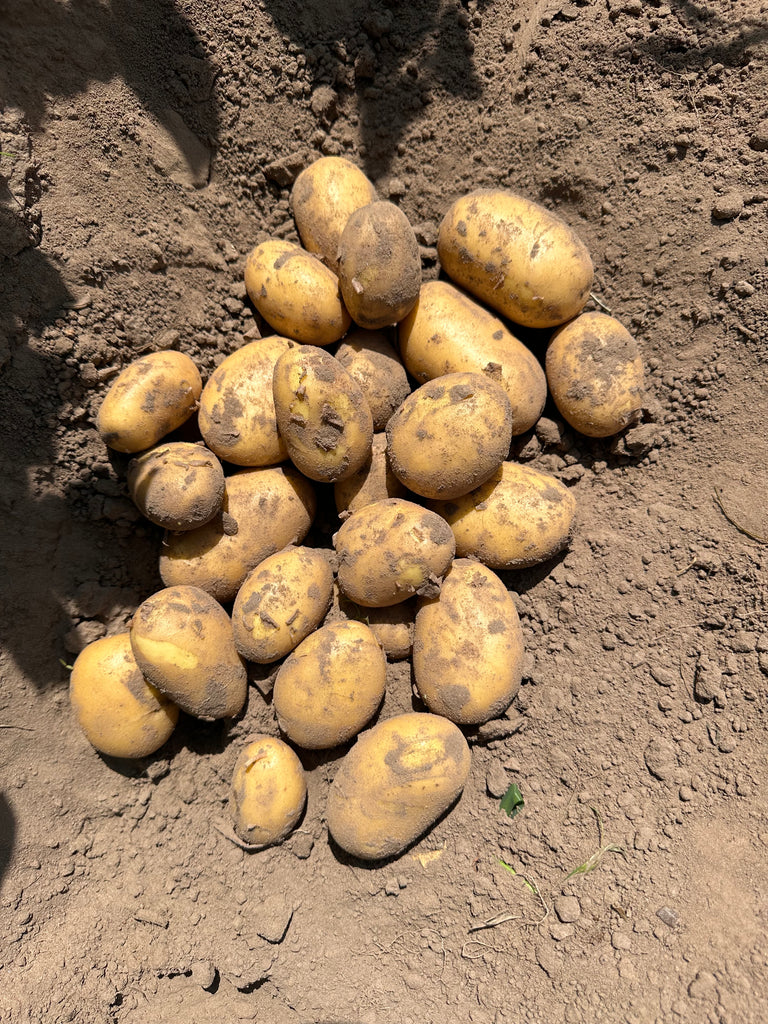 Bio Frühkartoffeln