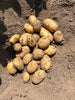 Bio Frühkartoffeln