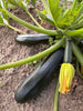 Bio Zucchini, grün
