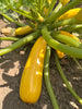 Bio Zucchini, gelb