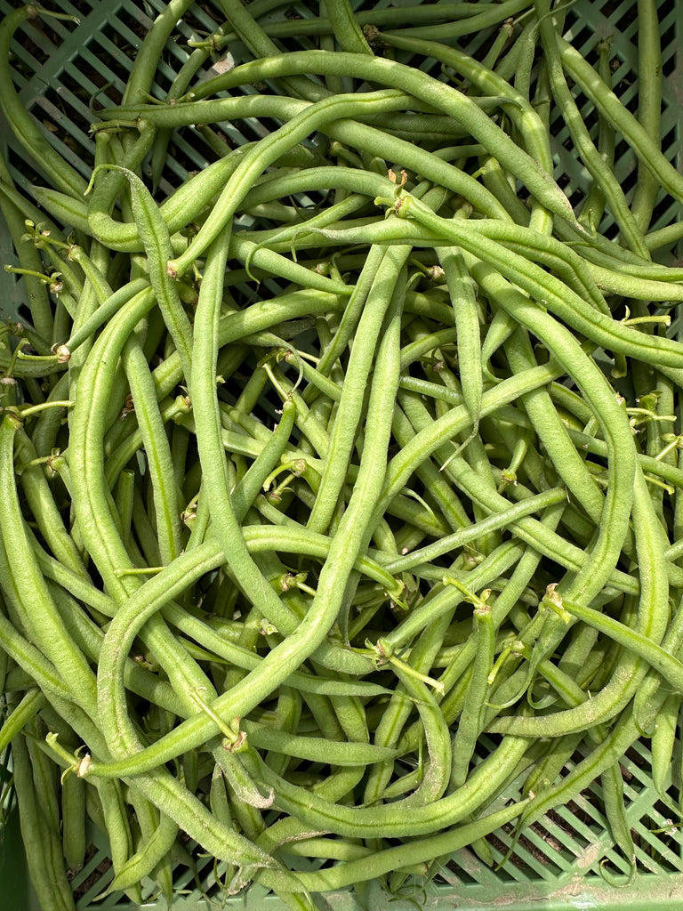 Bio Buschbohnen, grün