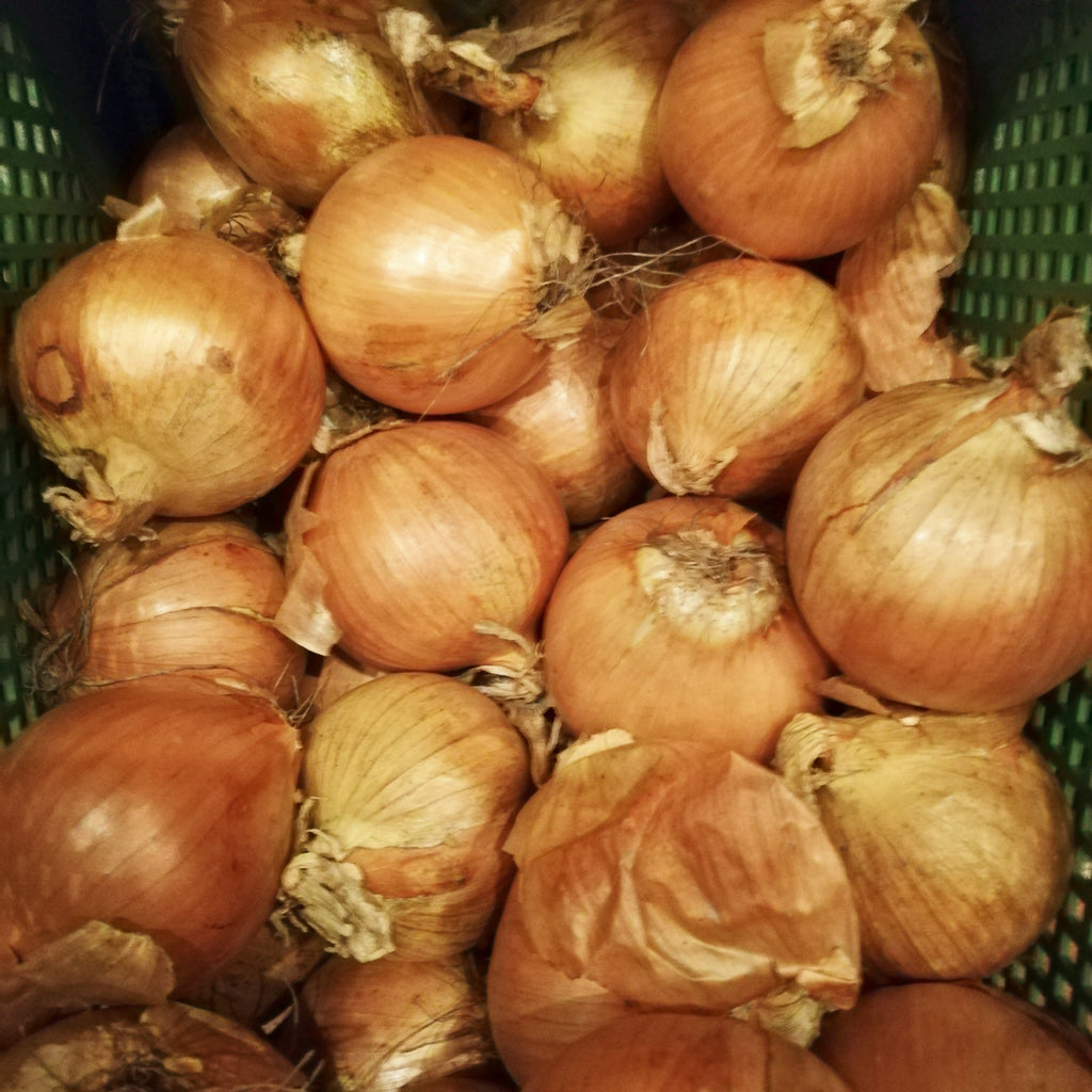 Gemüsezwiebeln - 5 kg
