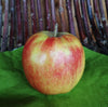 Apfel 