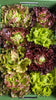 Bio Bataviasalat Mix