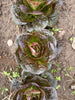 Bio Romanasalat, rot