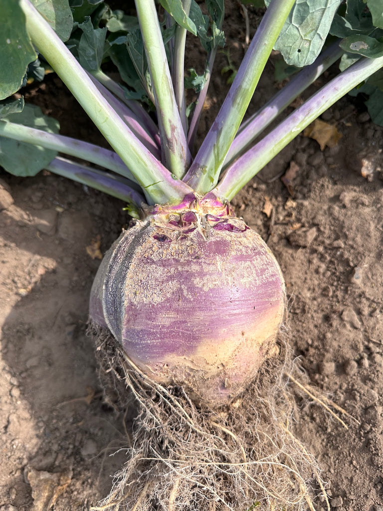 Bio Steckrübe