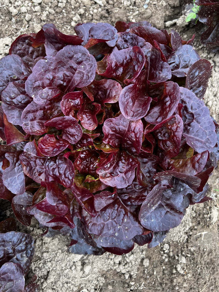 Bio Eichblattsalat, rot