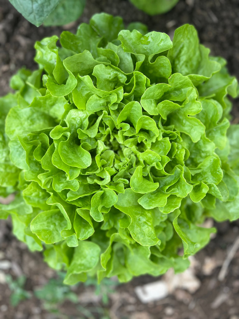 Bio Eichblattsalat