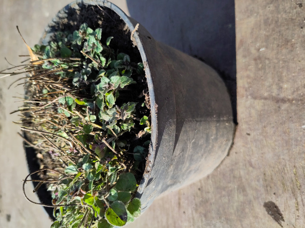Pflanze Oregano rosaviolett Topf