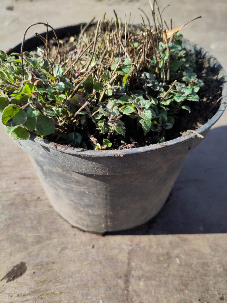 Pflanze Oregano Topf 3 Stück