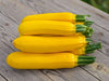 Zucchini Solara mit leuchtenbd gelben Früchten