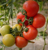 Tomate Devotion