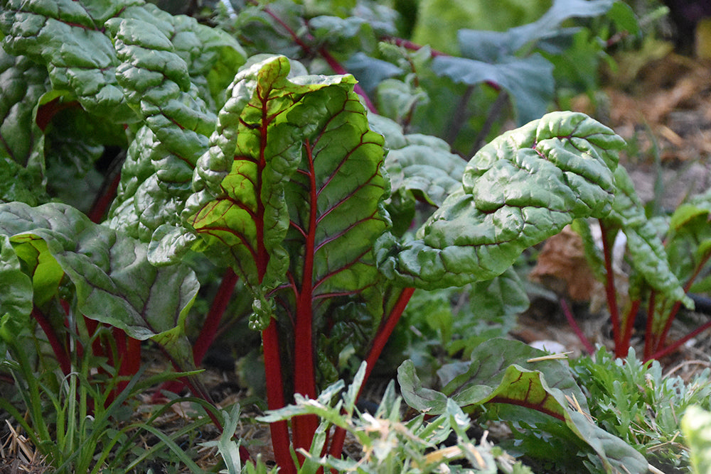 Mangold Jungpflanze