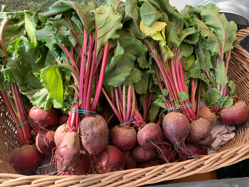Rote Bete im Bund aus dem Freiland, bio in Umstellung