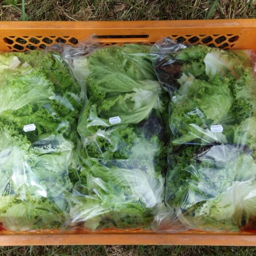 Salatblätter gewaschen, 500 g Tüte