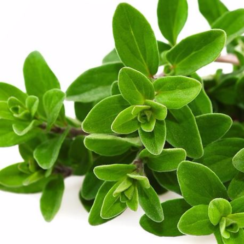 Oregano, 3 Bund