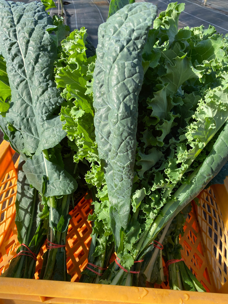 Sommer Grünkohl (1 kg)