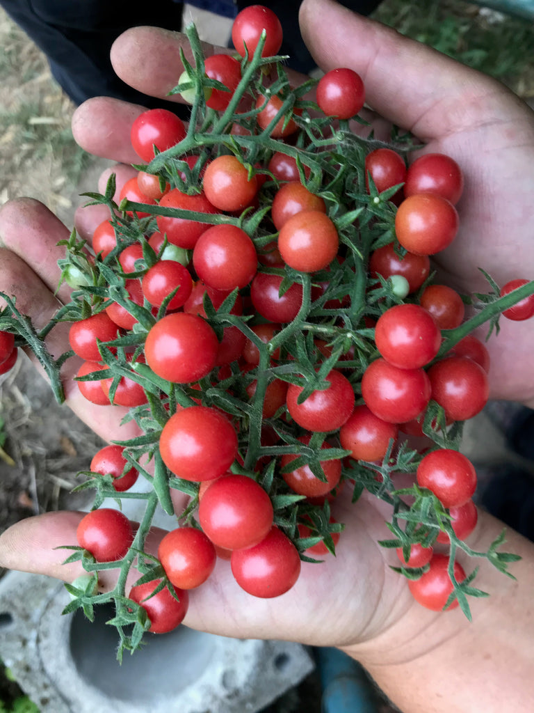 Wildtomaten Rote Ribisel