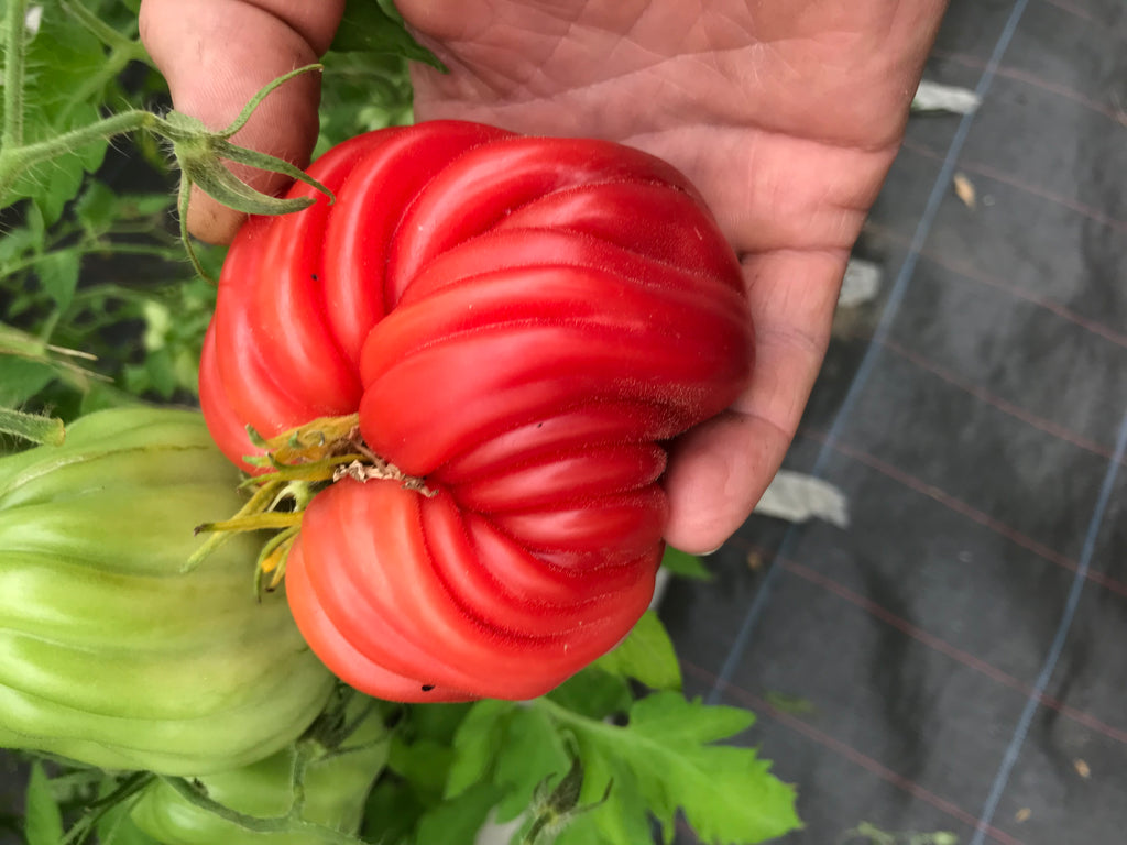 Tomaten Attraktion Fiammente