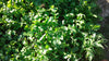 Rucola, 1 kg