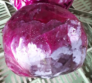 Rotkohl 6kg/Kiste