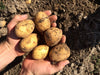 5 x 1kg Kartoffeln GALA (vorw. festk.) aus naturnahem Anbau in 1kg-Papiertüte
