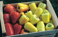 Paprika Mix Tricolor