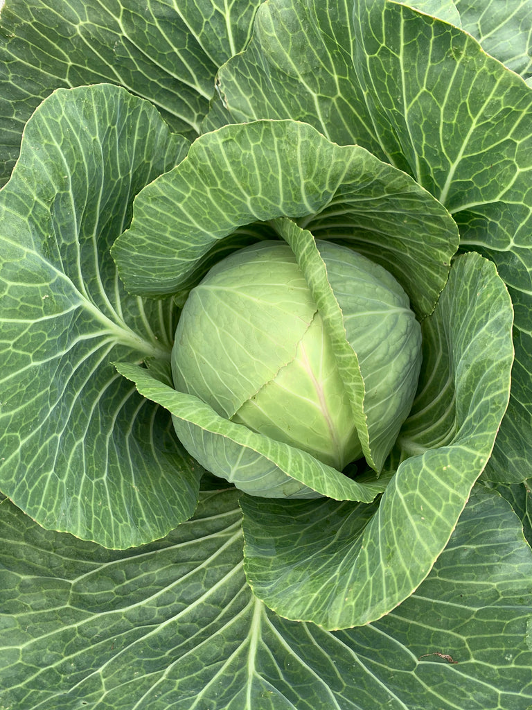 Bio Weißkohl, 10 Stück